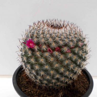 Mammillaria pseudoperbella